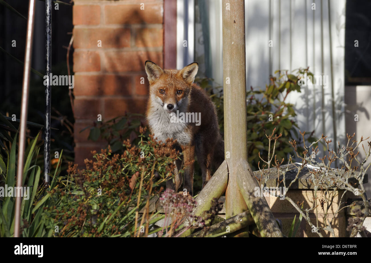 European Red Fox (Vulpes vulpes) adult, standing in garden, Warwickshire, England, December Stock Photo