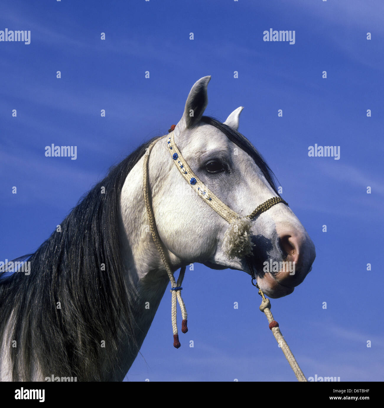 Grey horse head hires stock photography and images Alamy