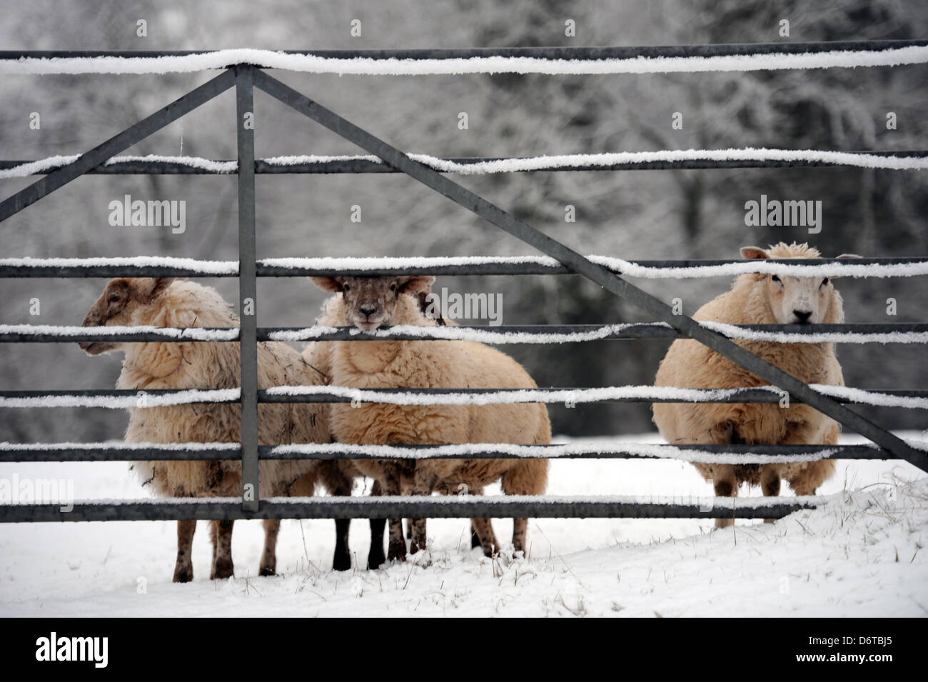 Sheep sheltering by a metal gate in snowy weather Gloucestershire UK Stock Photo