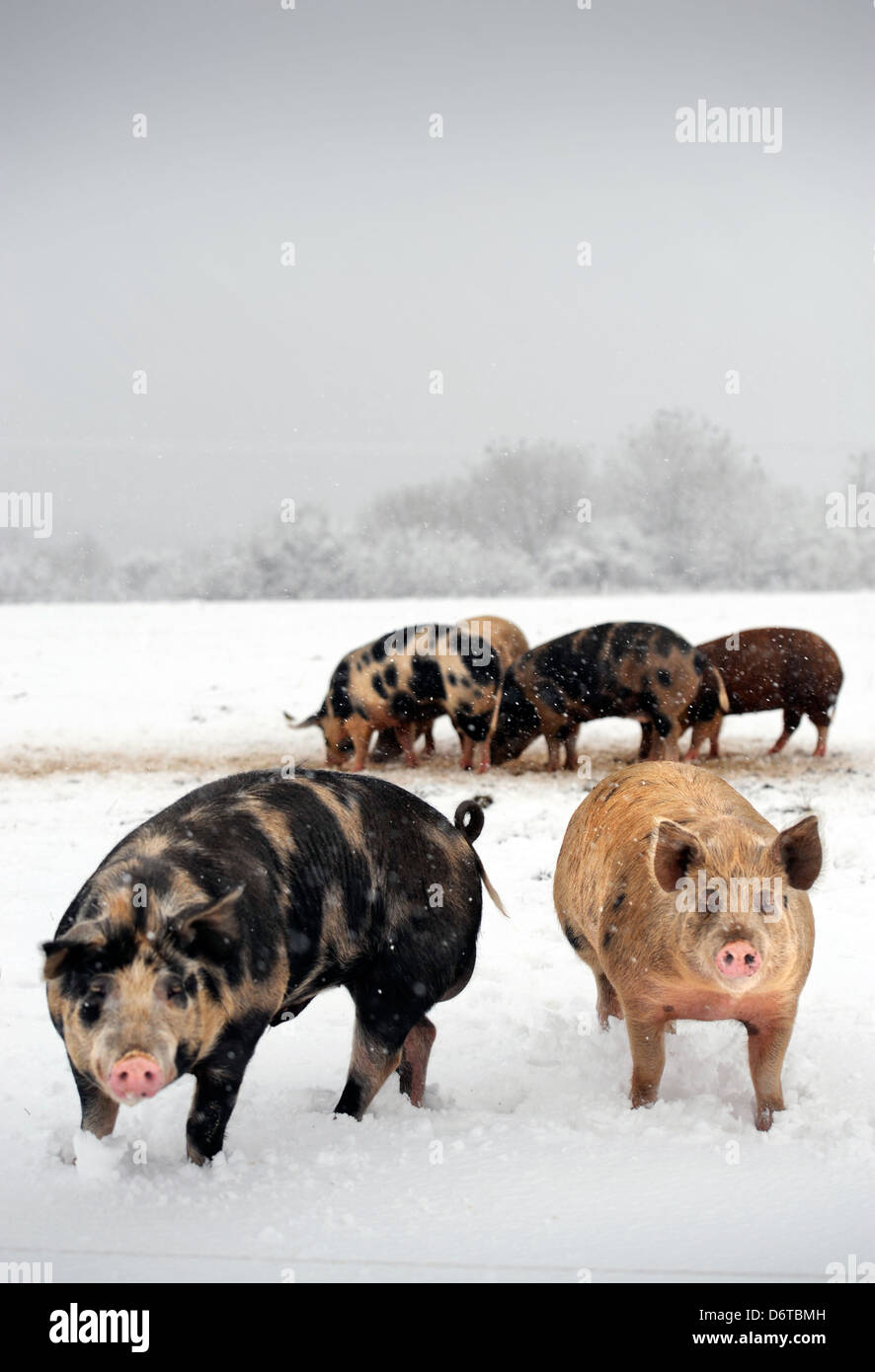 Free range pigs during snowfall on a farm near Nailsworth, Gloucestershire UK Stock Photo