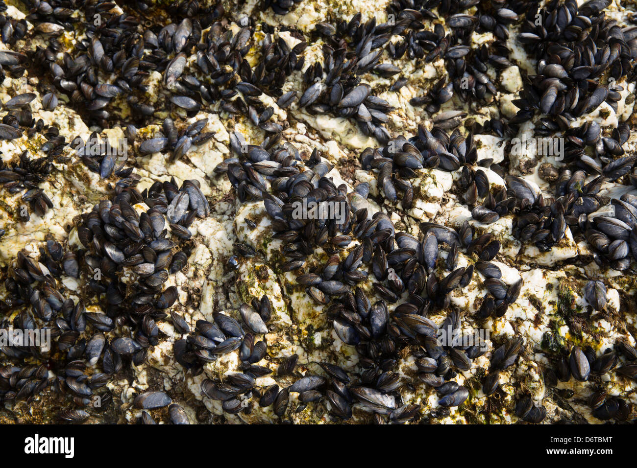 Mussels Cornwall uk Stock Photo