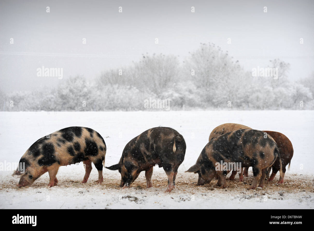 Free range pigs during snowfall on a farm near Nailsworth, Gloucestershire UK Stock Photo