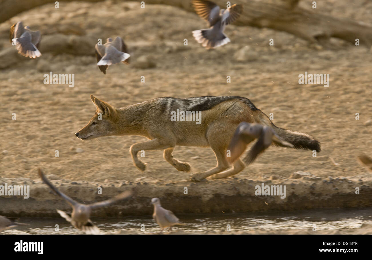 Black-backed Jackal Canis mesomelas adult hunting Cape Turtle-doves Streptopelia capicola edge waterhole Kalahari Desert Stock Photo