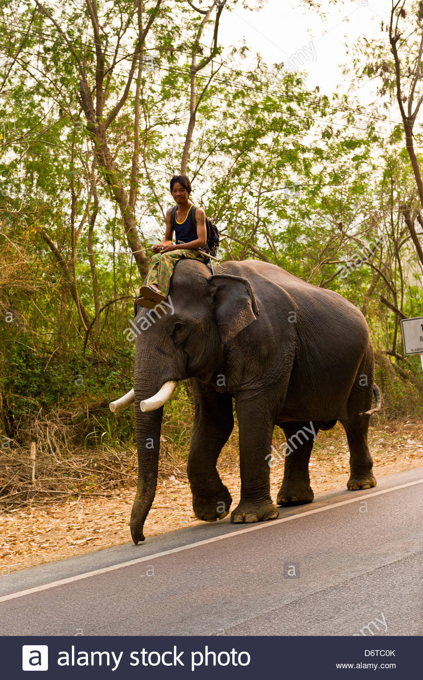 Man Riding Elephant Stock Photos & Man Riding Elephant Stock Images Alamy