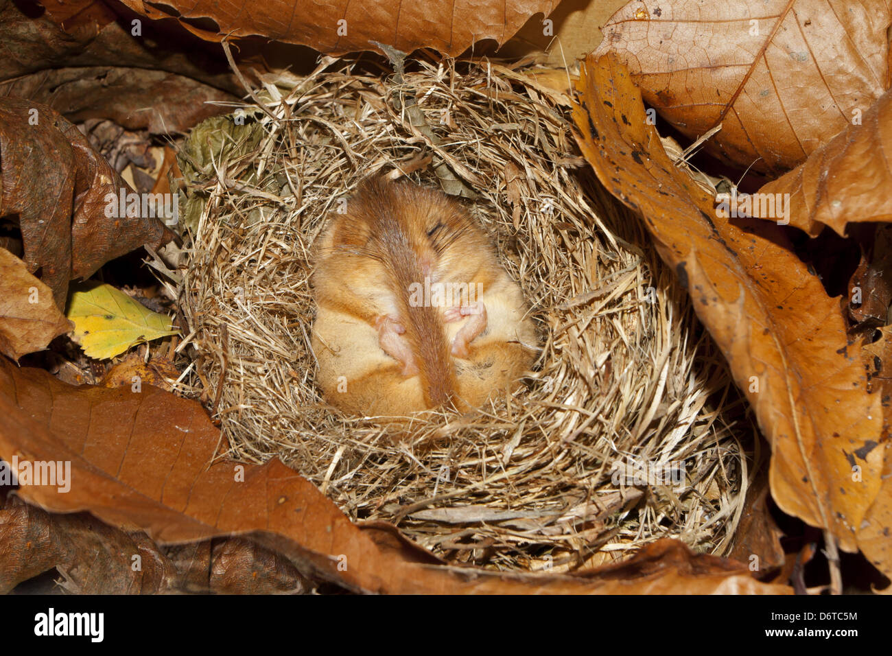 Hazel Dormouse (Muscardinus avellanarius) adult, hibernating in nest, Norfolk, England, January Stock Photo