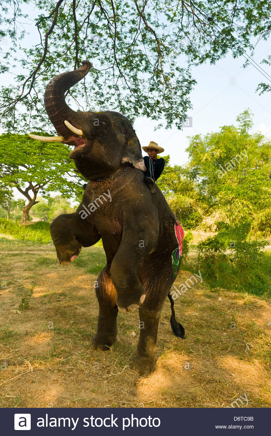 Elephant Standing Hind Legs High Resolution Stock Photography and