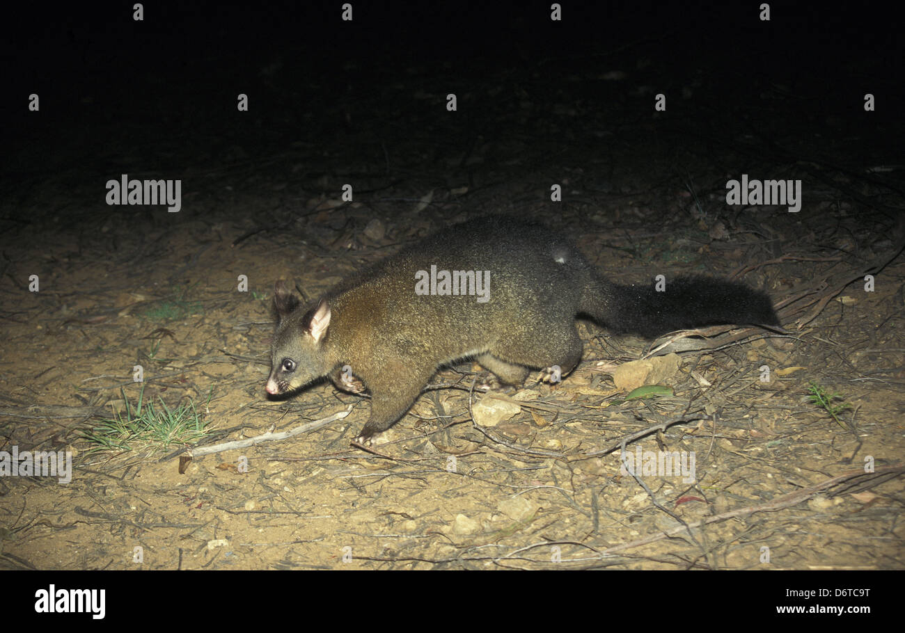 Common Brushtail Possum (Trichosurus vulpecula) Southern Race / Tasmania, Australia Stock Photo