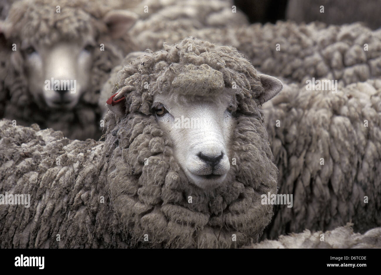 Carradale Sheep Waiting to be shorn Stock Photo Alamy