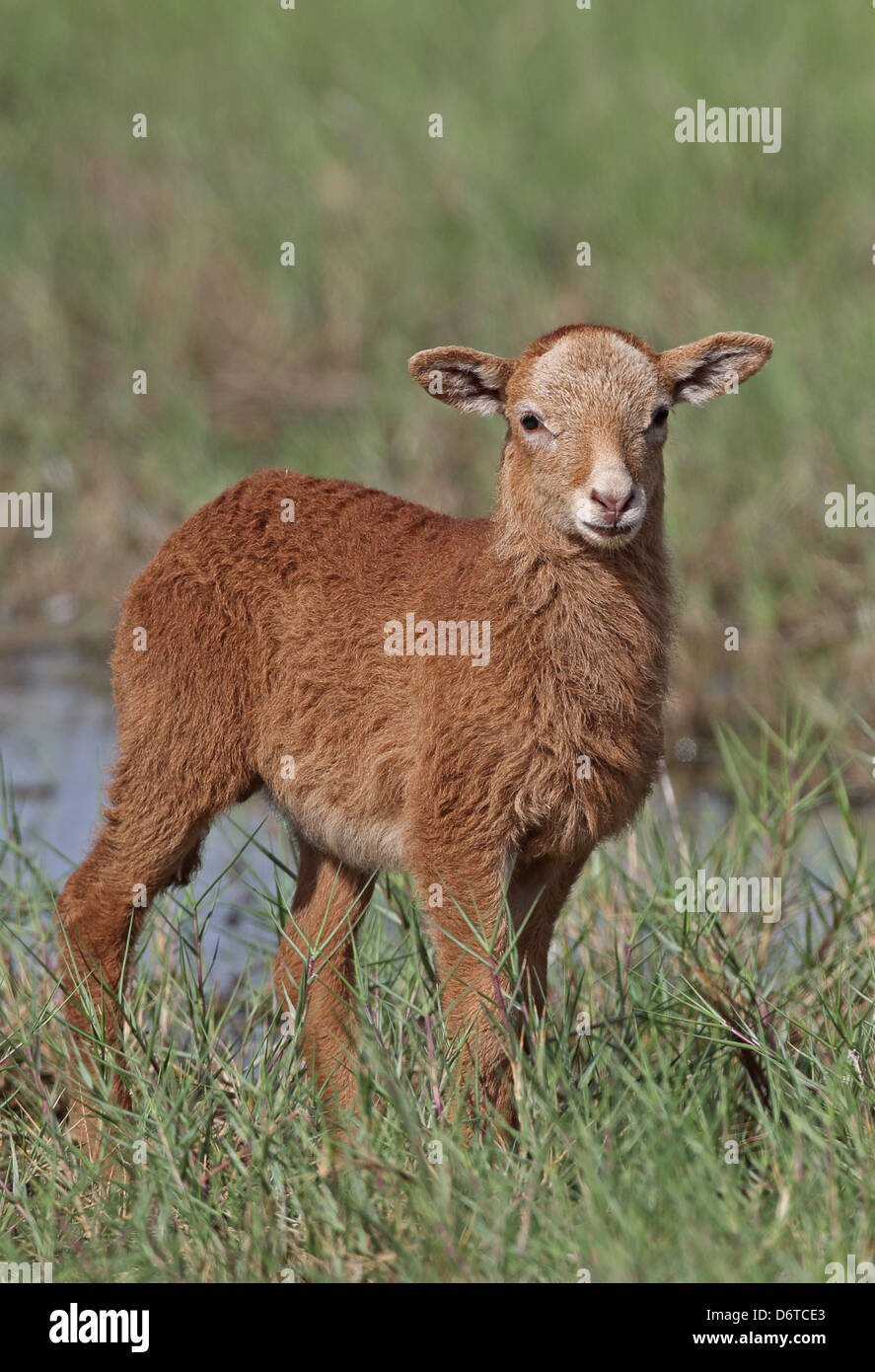 Domestic Sheep, Barbados Blackbelly lamb, standing in wet pasture, St. Lucia, Windward Islands, Lesser Antilles, December Stock Photo