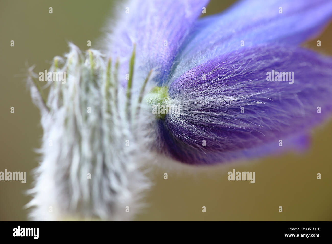 Pasque flower, pulsatilla grandis Stock Photo