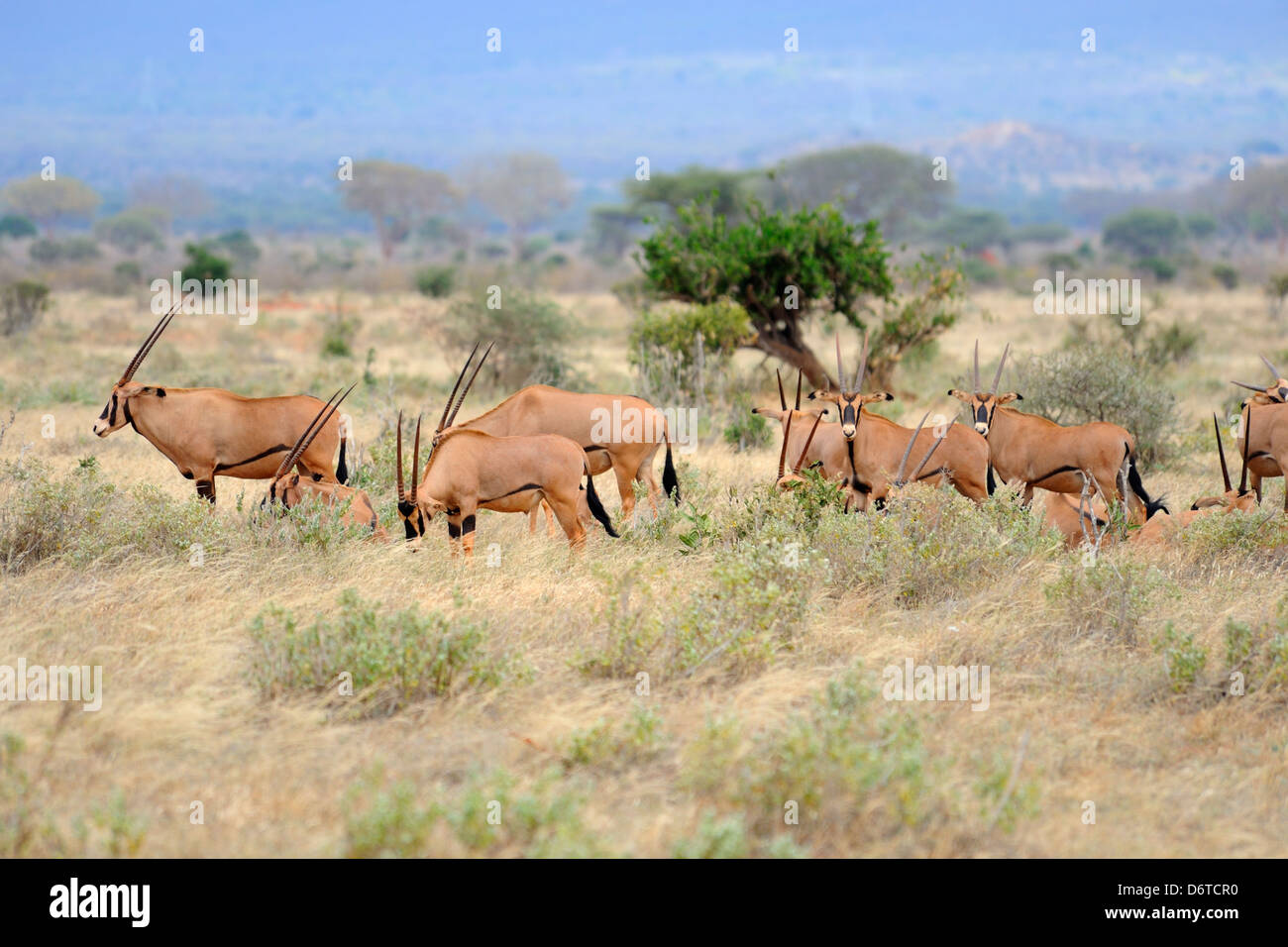 Herd of oryx in Tsavo East National Park, Kenya, East Africa Stock Photo