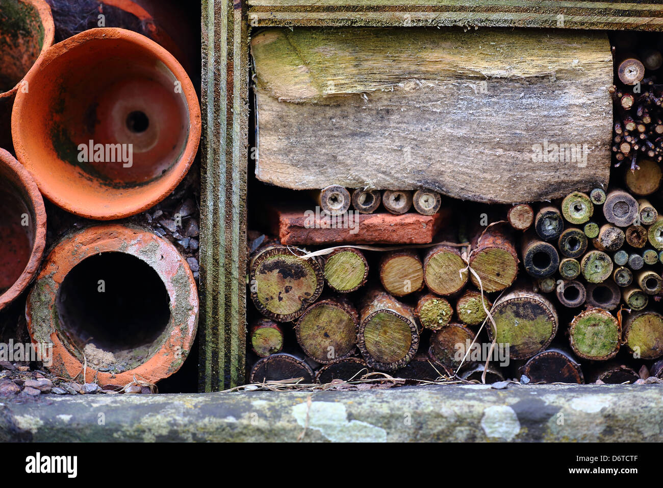 Bug box, home for insects, England Stock Photo