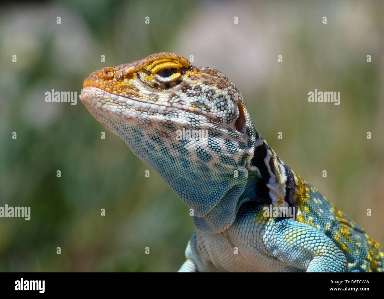 Common Collared Lizard Crotaphytus collaris auriceps 'Yellowheaded