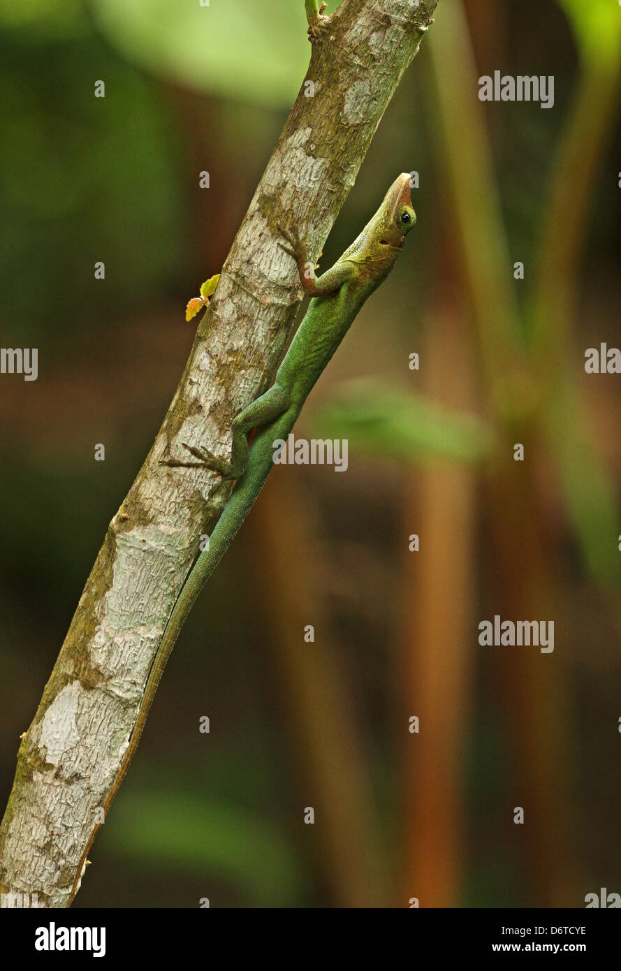 Saint Lucia Anole Anolis luciae green form adult clinging branch Fond Doux Plantation St. Lucia Windward Islands Lesser Stock Photo