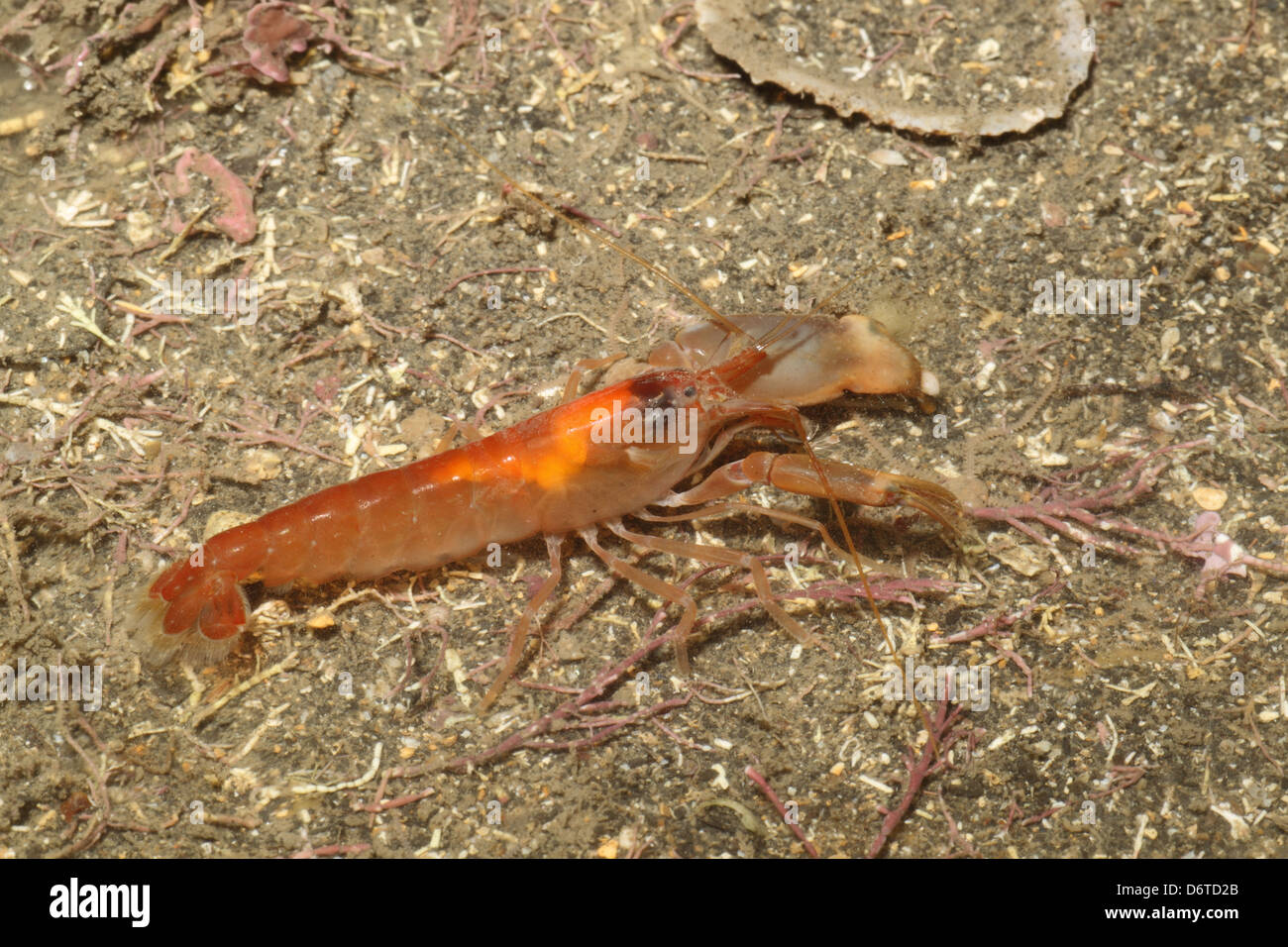 Snapping Prawn (Alpheus macrocheles) adult, Kimmeridge Bay, Dorset, England, January Stock Photo