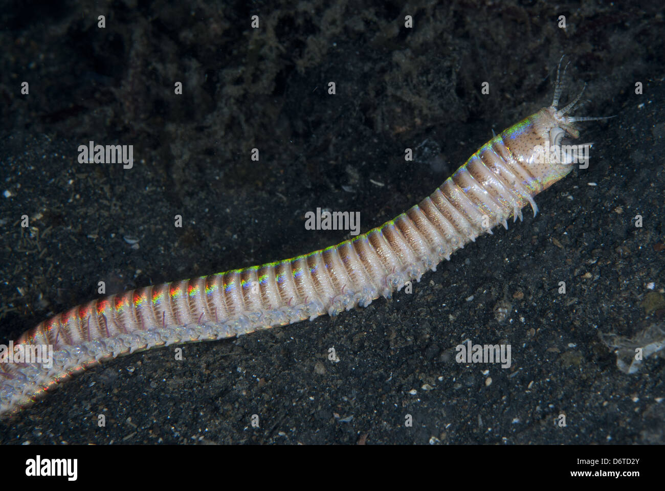 Bobbit worms hires stock photography and images Alamy