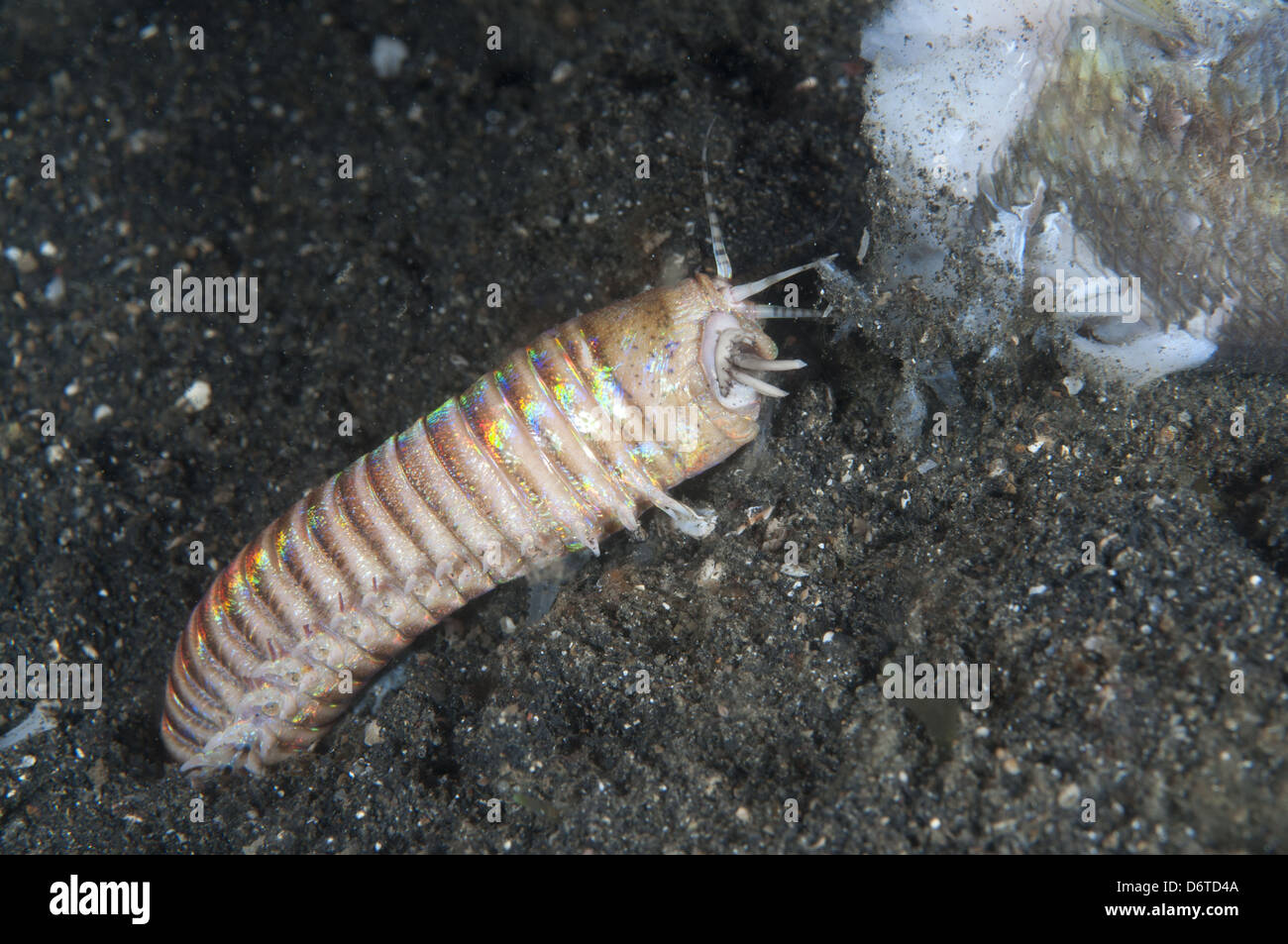 Bobbit Worm (Eunice aphroditois) adult, lunging at dead fish from hole