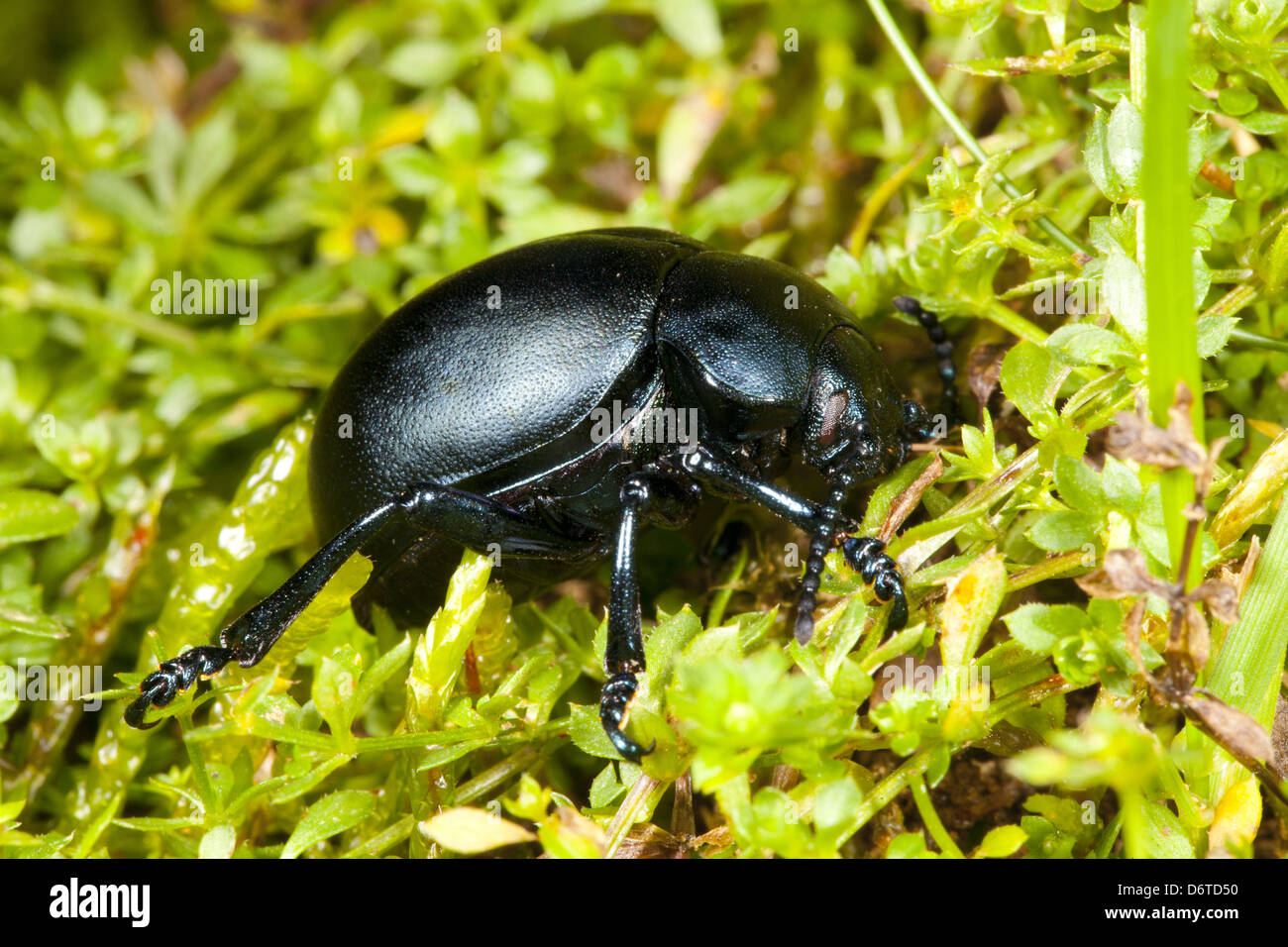 Bloody-nosed Beetle Timarcha tenebricosa adult on Heath Bedstraw Galium saxatile adult larval foodplant Powys Wales September Stock Photo