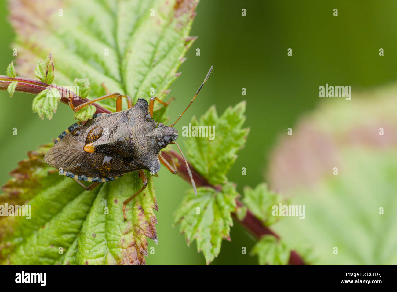 Forest Bug Pentatoma rufipes adult raindrops resting on Meadowsweet Filipendula ulmaria leaves River Whiteadder Berwickshire Stock Photo