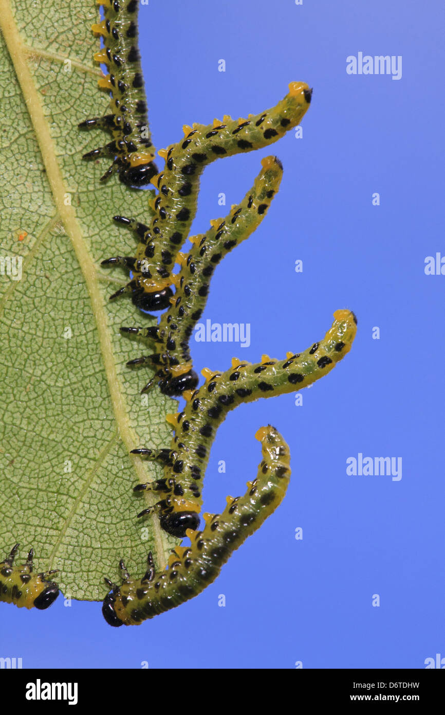Birch Sawfly (Croesus septentrionalis) larvae, in defensive posture ...
