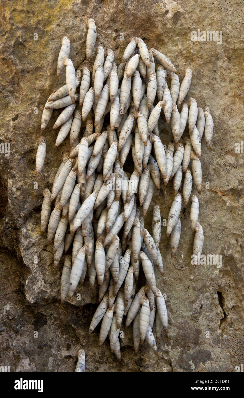 Cretan Door Snail (Albinaria inflata) group, aestivating on rock, Imbros Gorge, West Crete, Greece, April Stock Photo