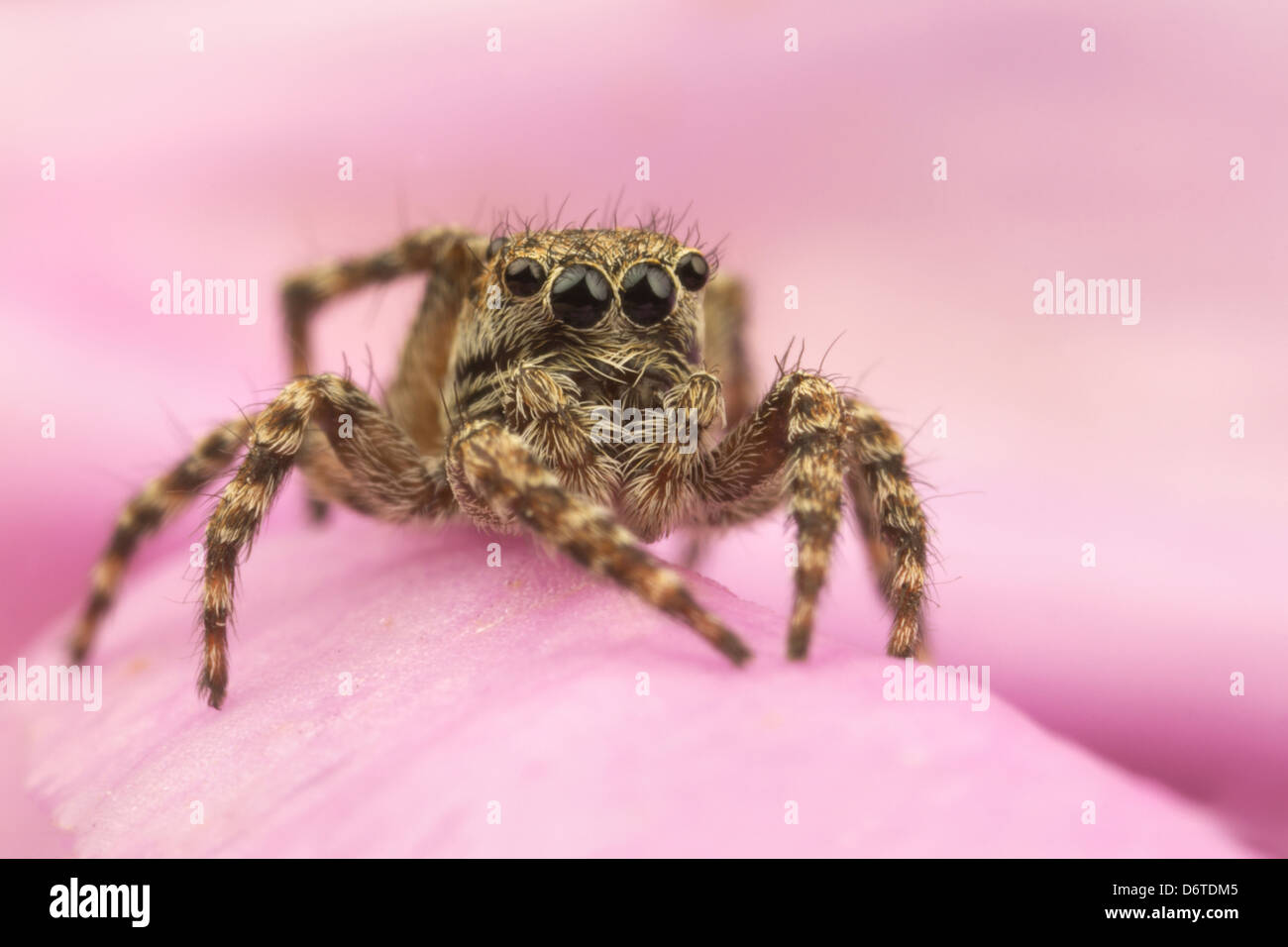 Fencepost Jumping Spider (Sitticus pubescens) adult, resting on pink flower, Leicestershire, England, June Stock Photo