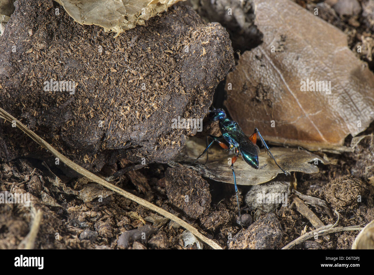 Emerald Cockroach Wasp Ampulex compressa adult female carrying material burrow buried American Cockroach Periplaneta americana Stock Photo