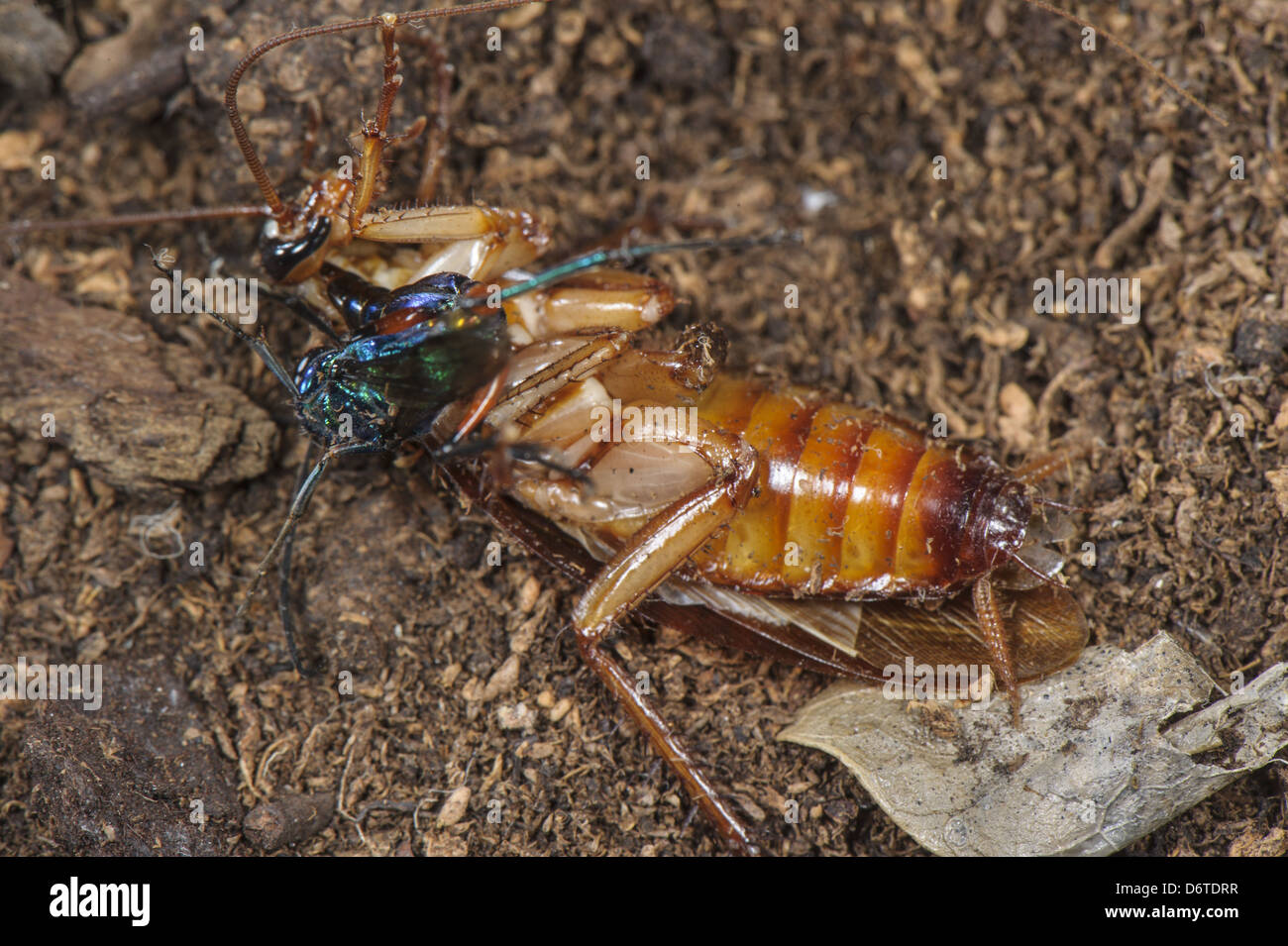 Emerald Cockroach Wasp Ampulex compressa adult female stinging American Cockroach Periplaneta americana obliterate sense fear Stock Photo