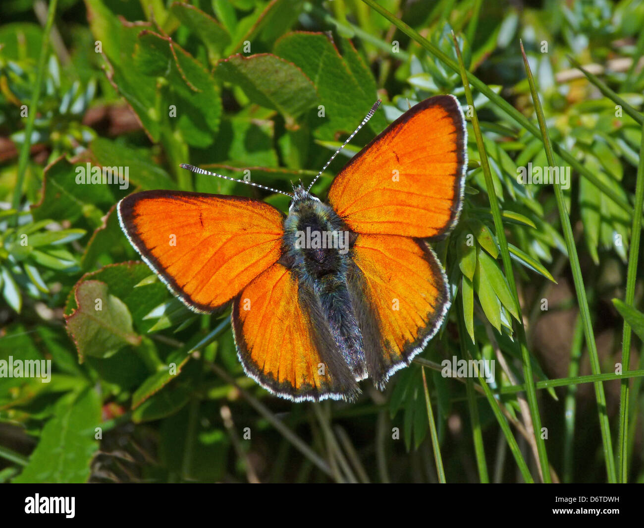 Purple-edged Copper Lycaena hippothoe eurydame adult male in alpine meadow Formazza Valley Italian Alps Piedmont Northern Italy Stock Photo