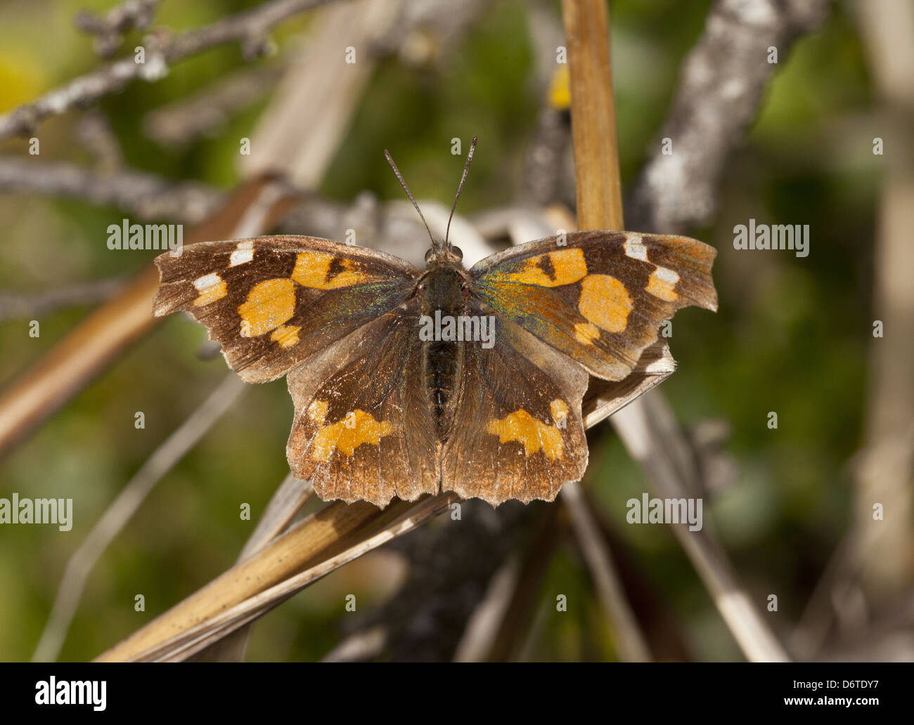 Nettle-tree Butterfly (Libythea celtis) over-wintered adult, resting on stem, Northwest Greece, April Stock Photo