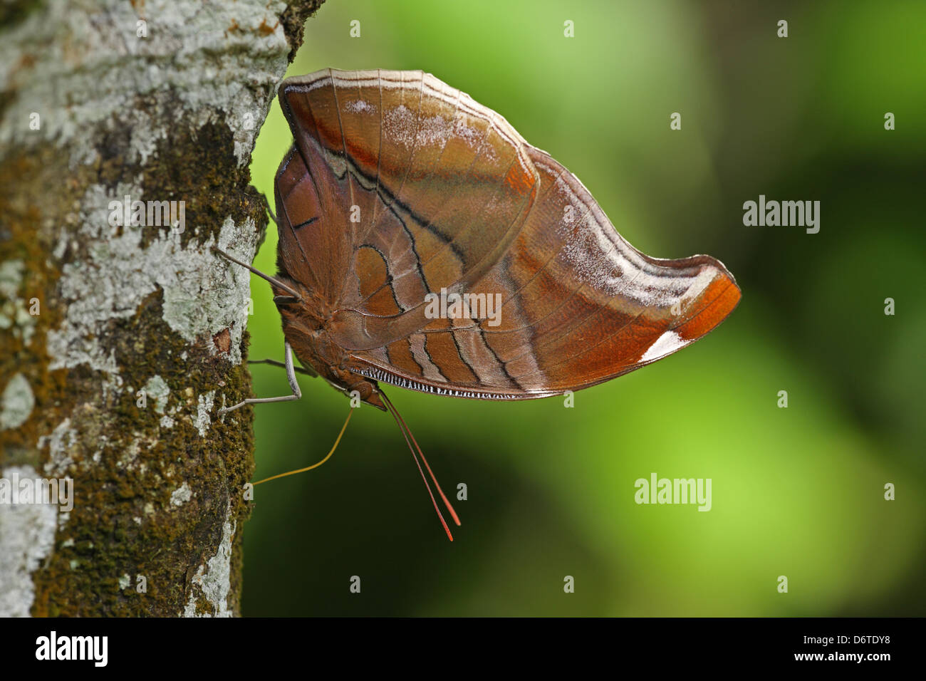 Orion Historis odius adult drinking moisture from tree trunk Fond Doux Plantation St. Lucia Windward Islands Lesser Antilles Stock Photo