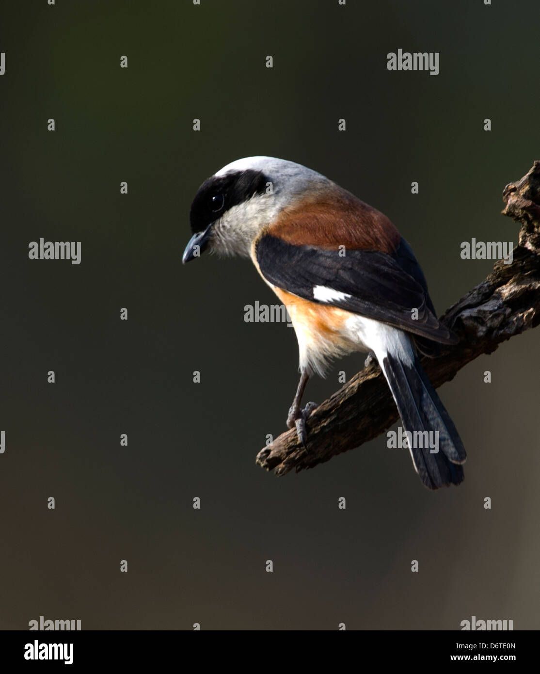 Bay backed shrike of india hi-res stock photography and images - Alamy