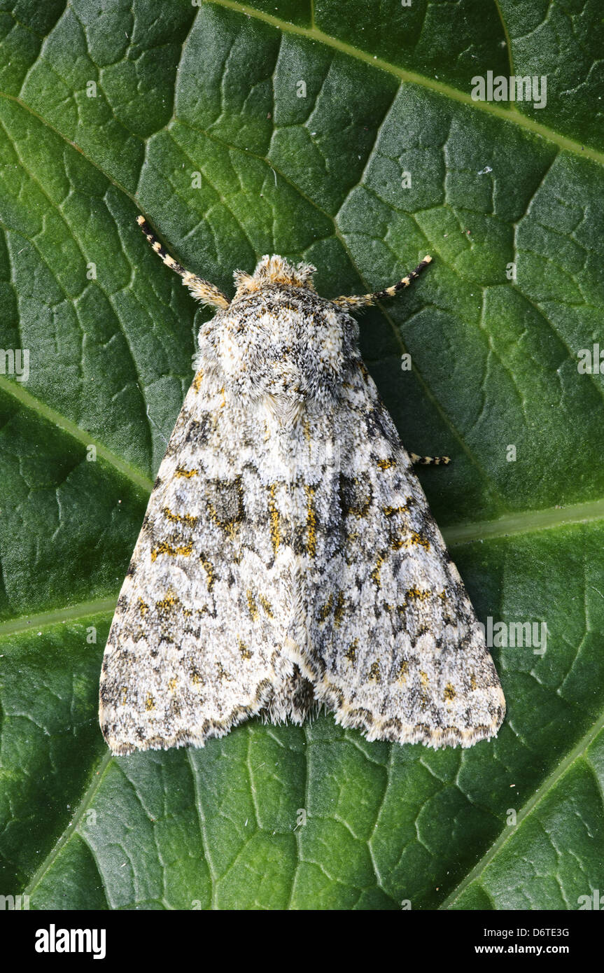 Large ranunculus moth hi-res stock photography and images - Alamy