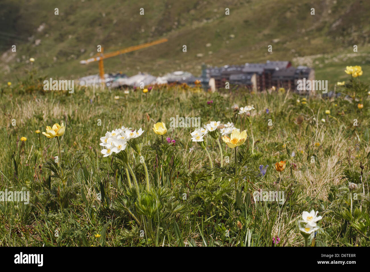 Narcissus-flowered Anemone Anemone narcissiflora Yellow Alpine Pasqueflower Pulsatilla alpina apiifolia flowering in alpine Stock Photo