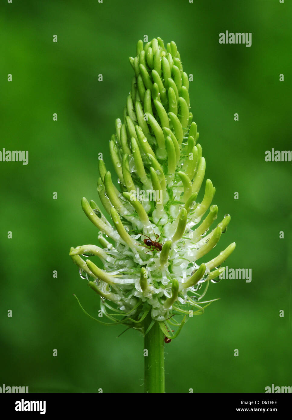 Spiked Rampion (Phyteuma spicatum) close-up of flowerspike, with Wood Ants (Formica sp.) feeding on nectar, France, July Stock Photo