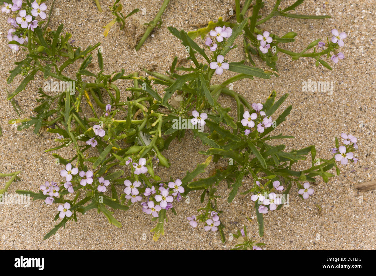 Sea Rocket (Cakile maritima ssp. integrifolia) in flower and fruit, growing on sand dunes, August Stock Photo