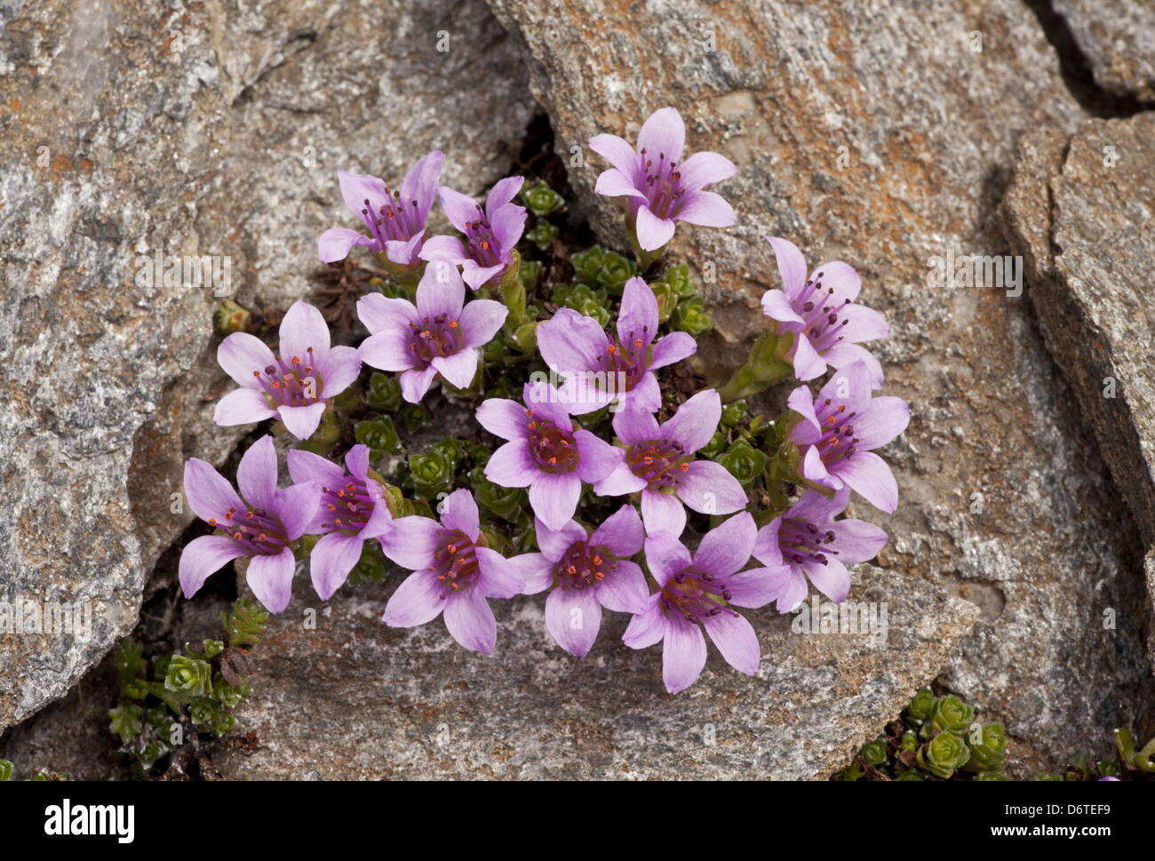 Purple Saxifrage (Saxifraga oppositifolia) flowering, growing at high altitude, French Alps, France, June Stock Photo