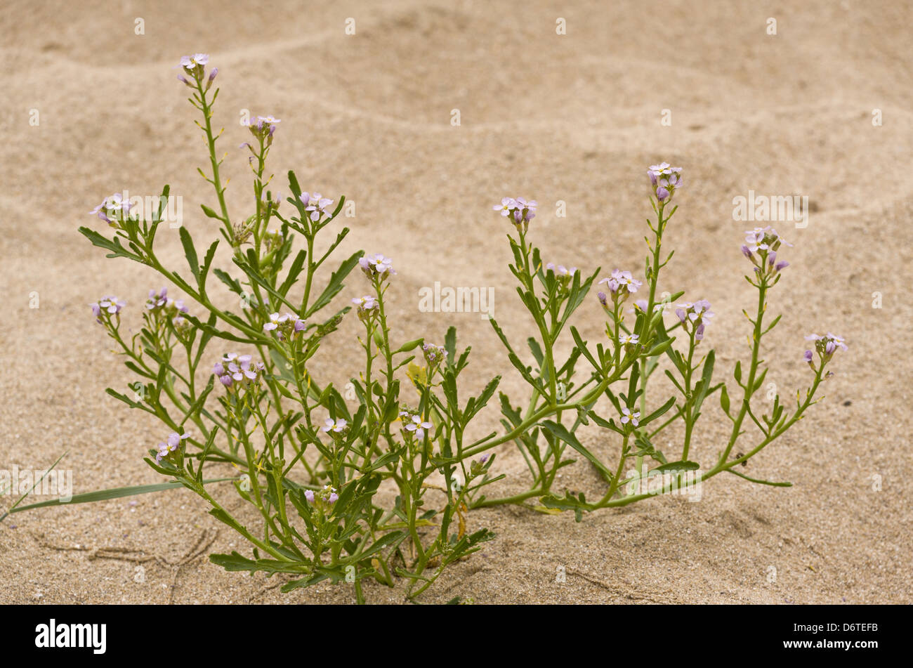 Sea Rocket (Cakile maritima ssp. integrifolia) in flower and fruit, growing on sand dunes, August Stock Photo