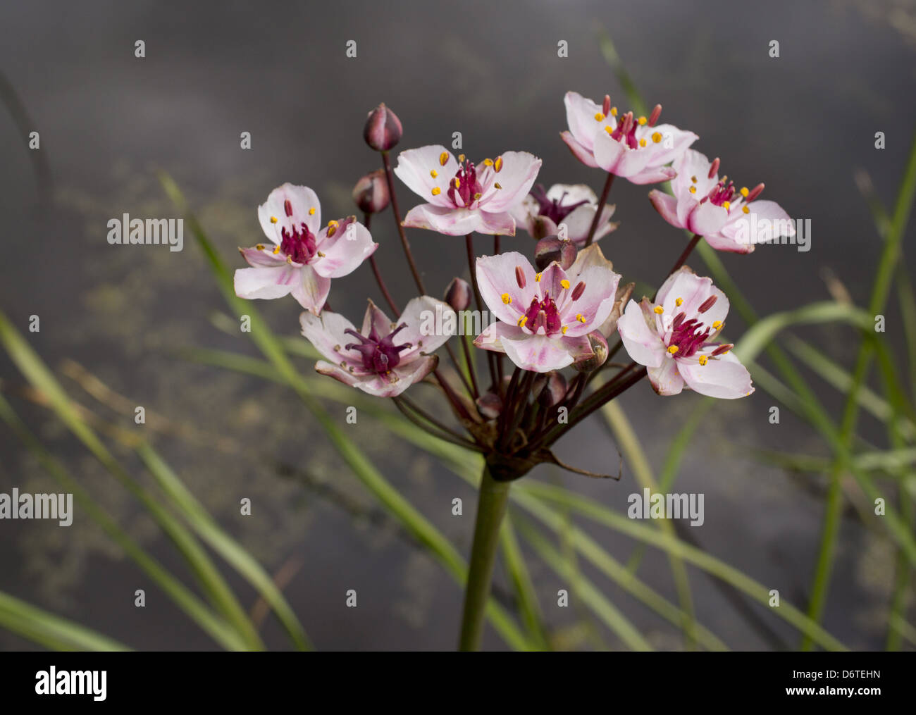 Flowering Rush (Butomus umbellatus) flowering, growing beside lake near coast, Weymouth, Dorset, England, July Stock Photo