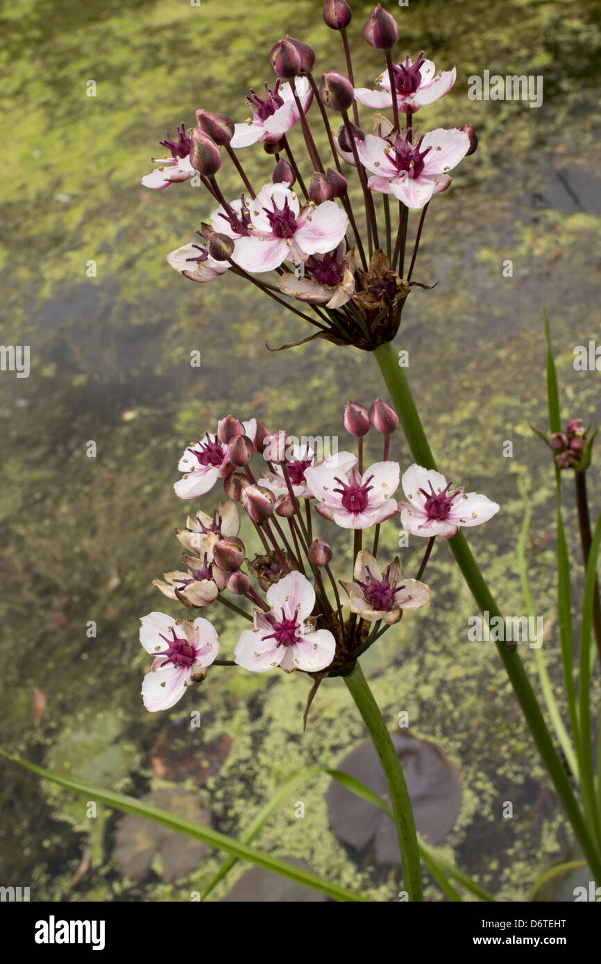 Flowering Rush (Butomus umbellatus) flowering, growing beside lake near coast, Weymouth, Dorset, England, July Stock Photo