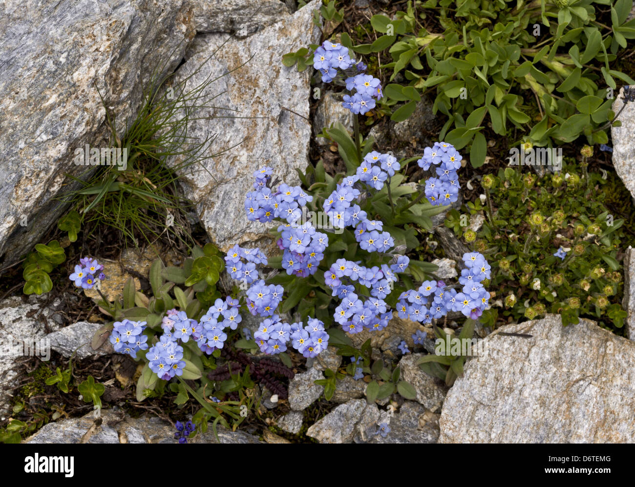Alpine Forget-me-not (Myosotis alpestris) flowering, French Alps, France, July Stock Photo