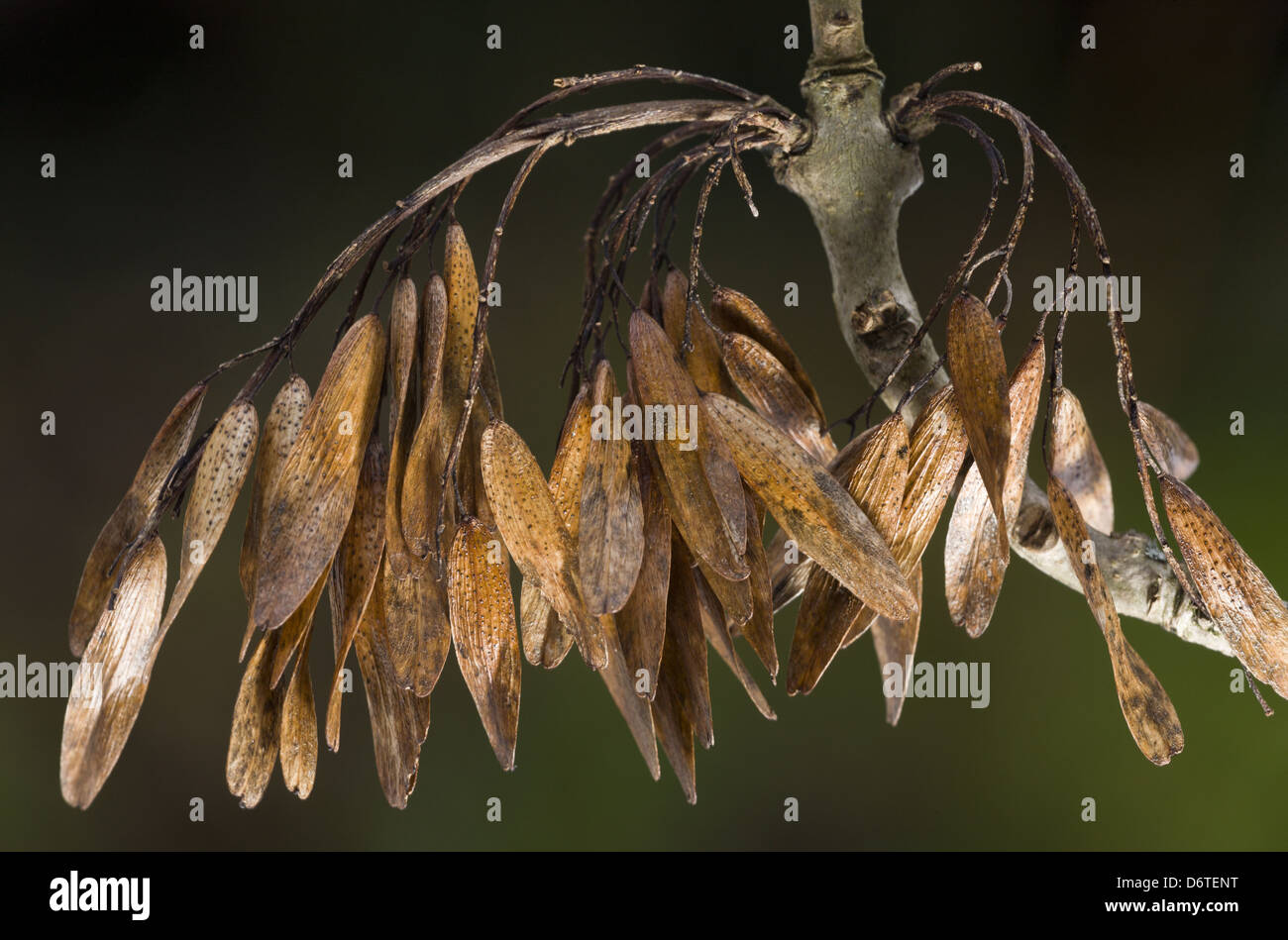 Common Ash (Fraxinus excelsior) close-up of mature keys (fruit), Dorset, England, November Stock Photo