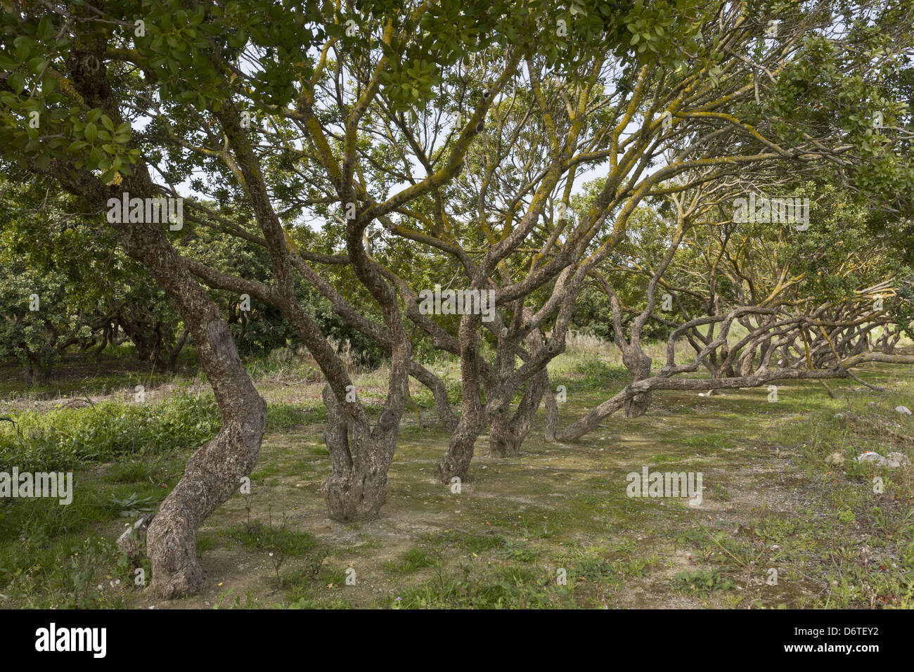 Mastic Tree Stock Photos & Mastic Tree Stock Images - Alamy