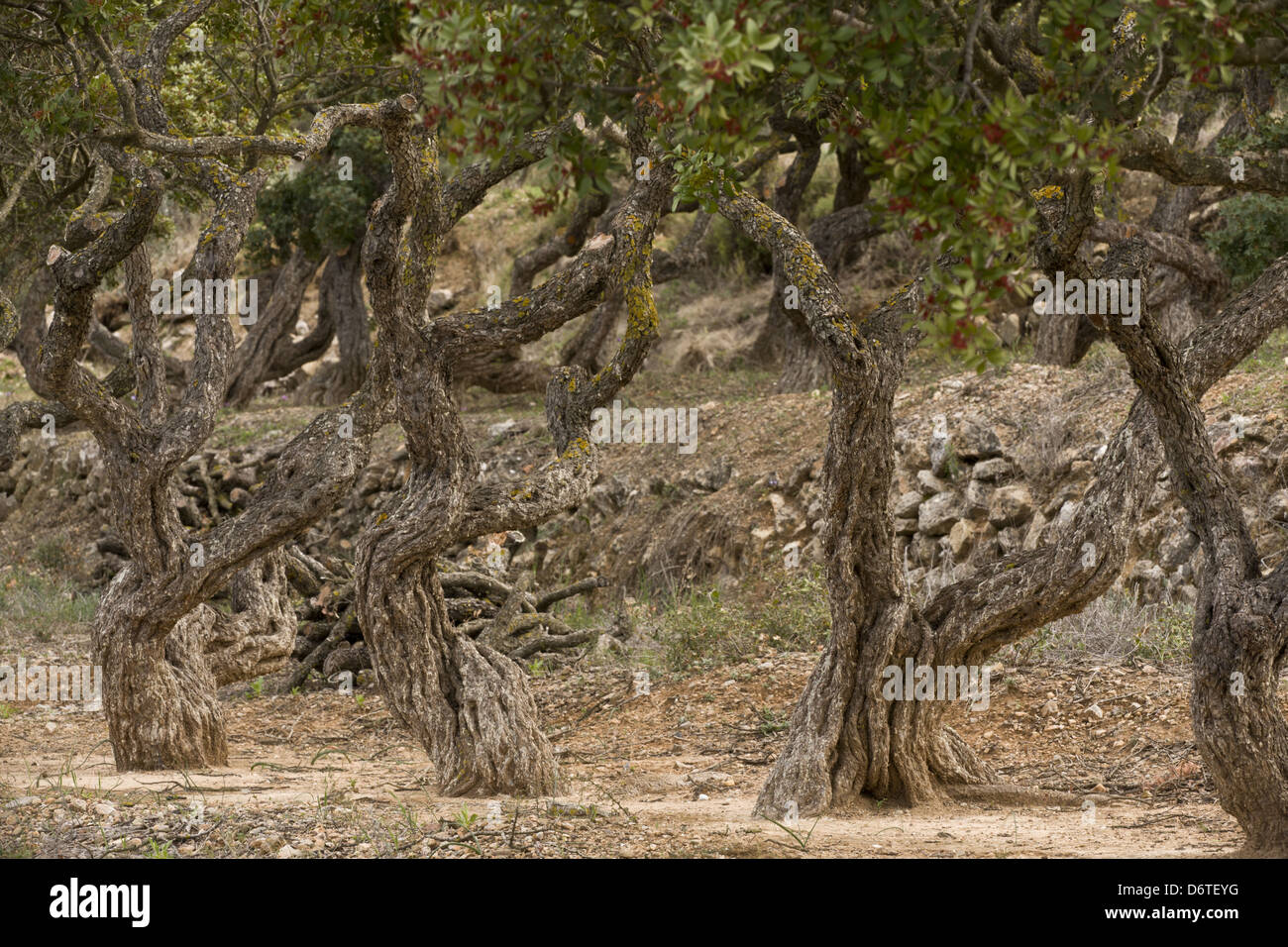 Mastic Tree (Pistacia lentiscus var. chia) trunks, in cultivation