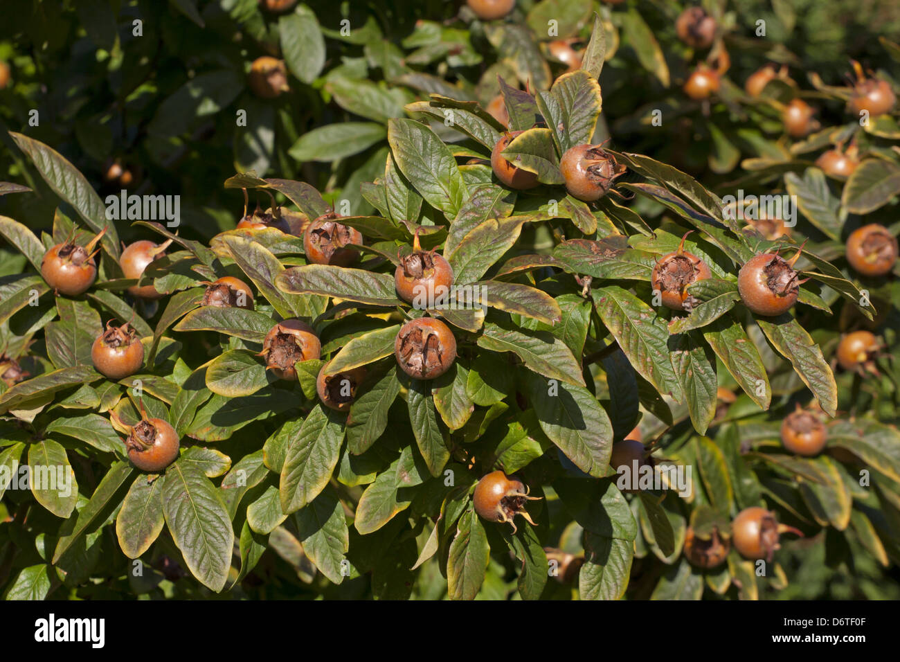 Medlar (Mespilus germanica) close-up of fruit and leaves, Kent, England, October Stock Photo