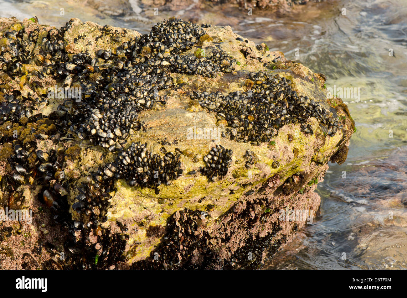 Mussels attached to rocks in the mediterranean sea Stock Photo