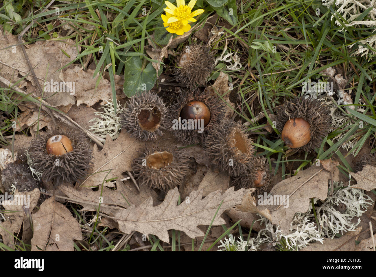Turkey Oak (Quercus cerris) fallen acorns, cups and leaves, Greece, April Stock Photo