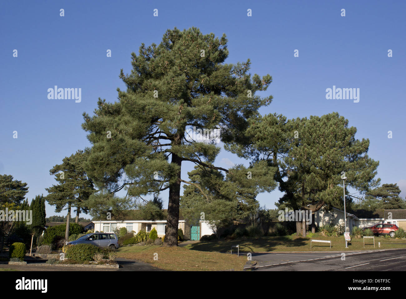 Maritime Pine (Pinus pinaster) habit, mature tree growing in housing estate, Christchurch, Dorset, England, December Stock Photo