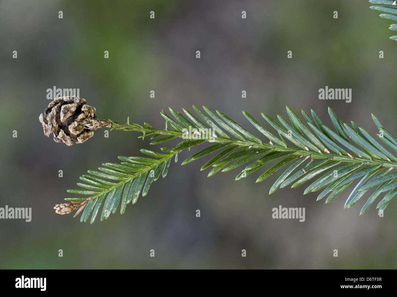 Coastal redwood cones hires stock photography and images Alamy
