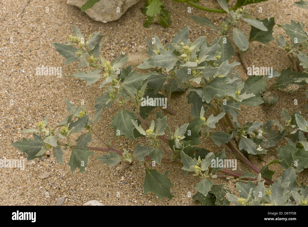 Frosted Orache (Atriplex laciniata) flowering, growing at tideline on sandy shore, August Stock Photo